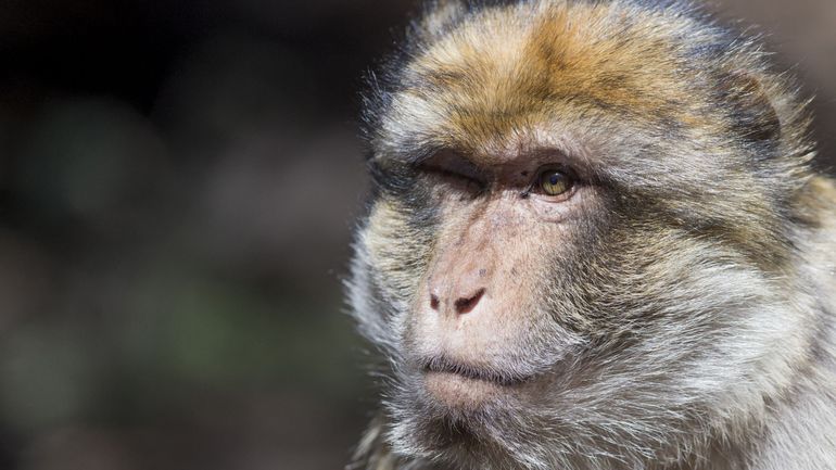 Le zoo de Planckendael accueille une famille de macaques de Barbarie rescapés