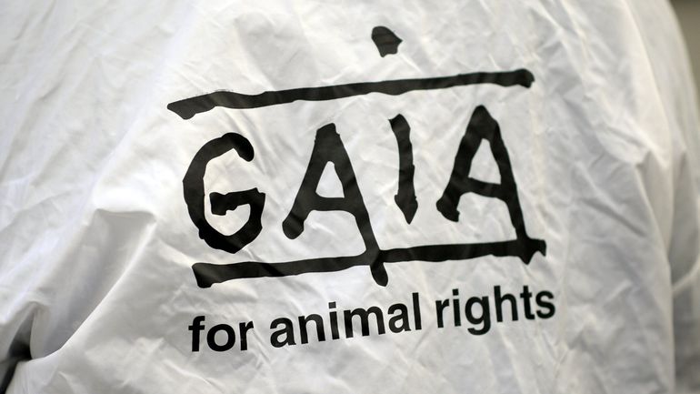 Gaia dénonce les atteintes au bien-être des animaux sur les marchés aux bestiaux