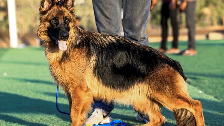 Buddy, le premier chien testé positif aux Etats-Unis est mort du coronavirus