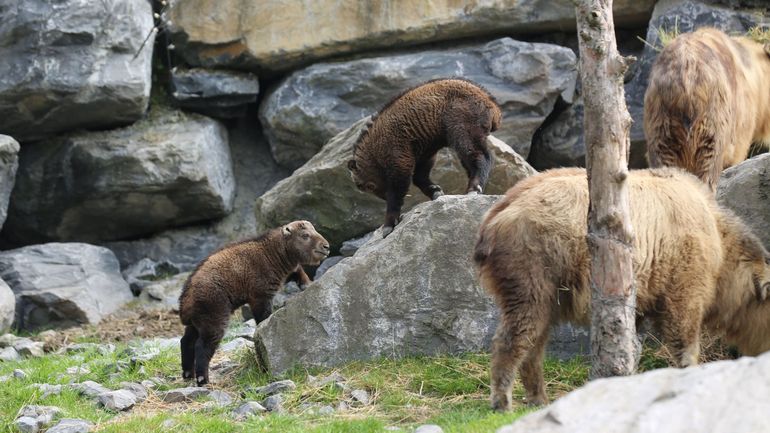 Deux petits takins dorés, une espèce menacée, sont nés à Pairi Daiza