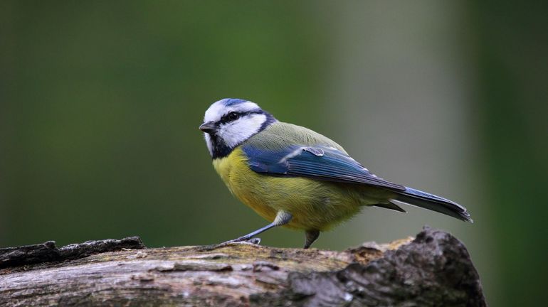 C'est la saison pour aider les oiseaux de vos jardins à se nourrir. Comment faire ?