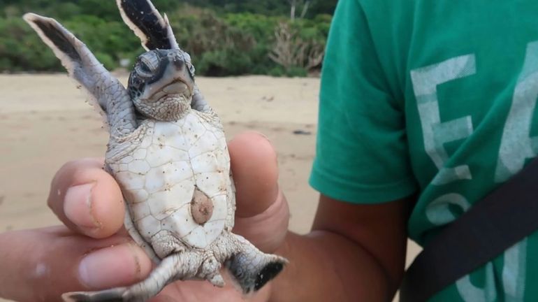 Des petites tortues s'élancent vers la liberté sur une plage d'Indonésie