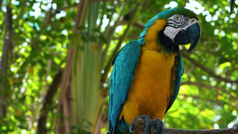 Comme pour l'Homme, la peau des oiseaux devient plus foncée pour les protéger des rayons UV