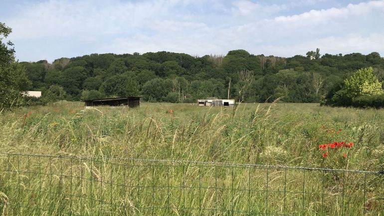 Un projet d'agriculture végane, à Vivegnis, a commencé à se concrétiser