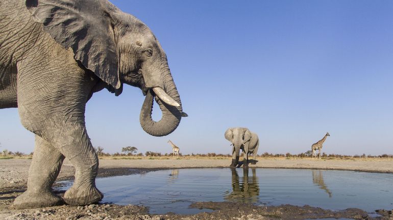 Botswana : mort mystérieuse de centaines d'éléphants