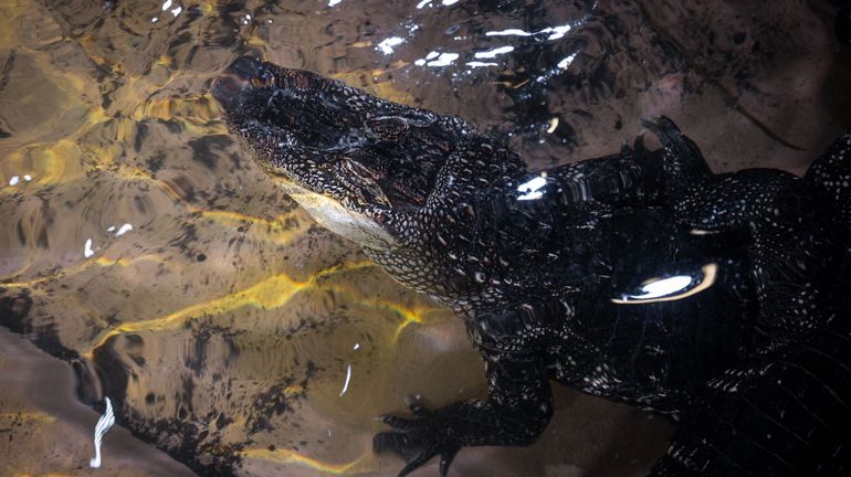 Zoo d'Anvers : trois alligators d'Amérique font une entrée remarquée