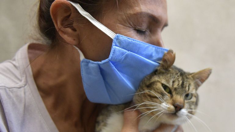 Pas assez de dons aux refuges pour animaux