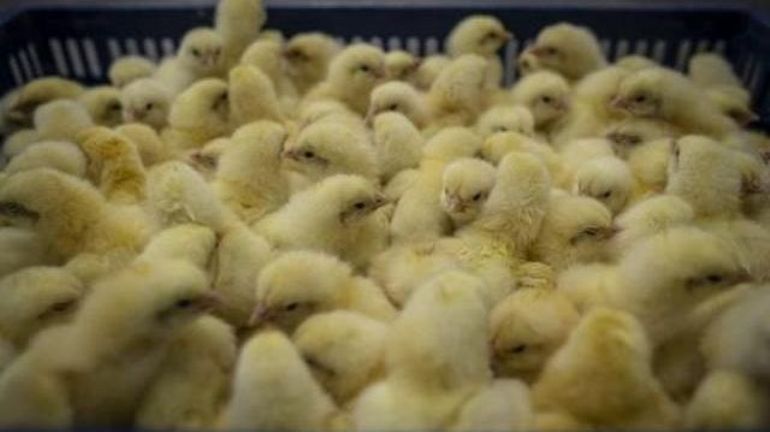 La Commission veut abandonner ses propositions d'interdire le clonage d'animaux d'élevage
