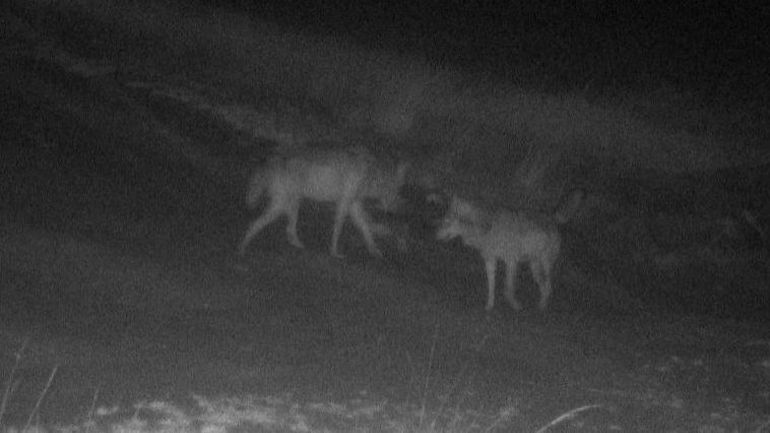 Un troisième loup erre dans le parc de la Haute Campine, selon Welkom Wolf