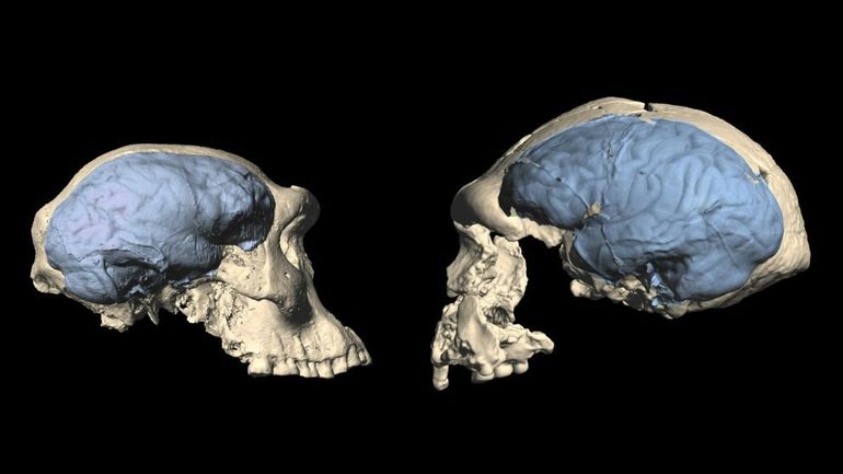 Le cerveau humain moderne est apparu il y moins longtemps que prévu