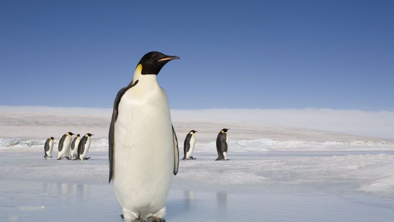 Avec près de 200 nouvelles espèces, la vie microscopique en Antarctique serait plus riche que ce que l'on pensait