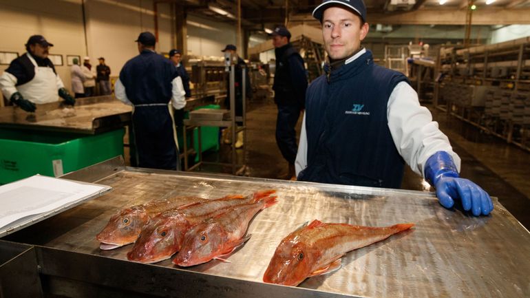 Les prix du poisson à la criée flamande sont revenus à un niveau normal