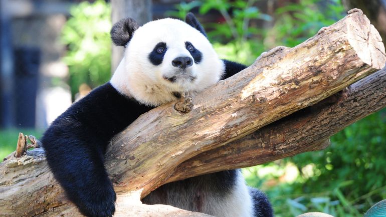 Carnet rose au zoo de Washington ? Un bébé panda y est attendu