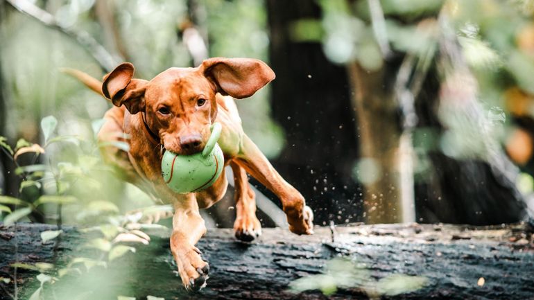 Une collecte de dons pour les refuges animaliers organisée à Bruxelles et en Wallonie