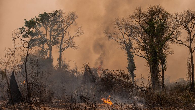 L'incendie d'une réserve naturelle déclenche le plan catastrophe provincial à Anvers