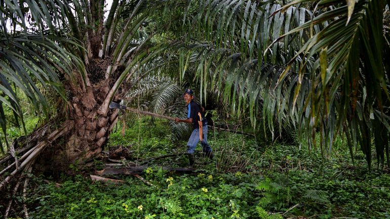 Pour lutter contre la déforestation, le Sri Lanka interdit l'importation d'huile de palme et la culture de palmiers à huile