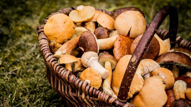 Une étude de l'ULB montre que les champignons sont plus vieux qu'on ne le pensait