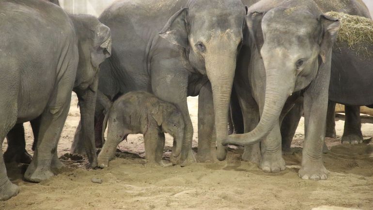 Brugelette: premier éléphanteau pour Soraya, un éléphant d'Asie de dix ans