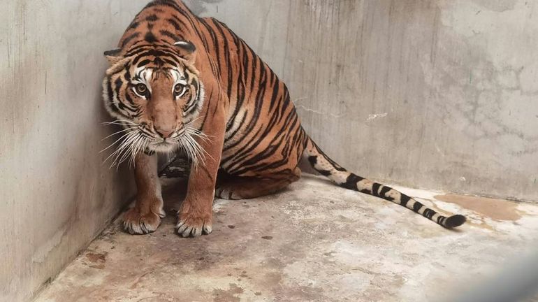 Soupçons de trafic d'animaux: un tigre décapité retrouvé dans un 