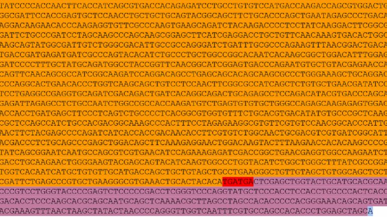 La séquence ARN du vaccin Moderna publiée en open source par des chercheurs de Stanford