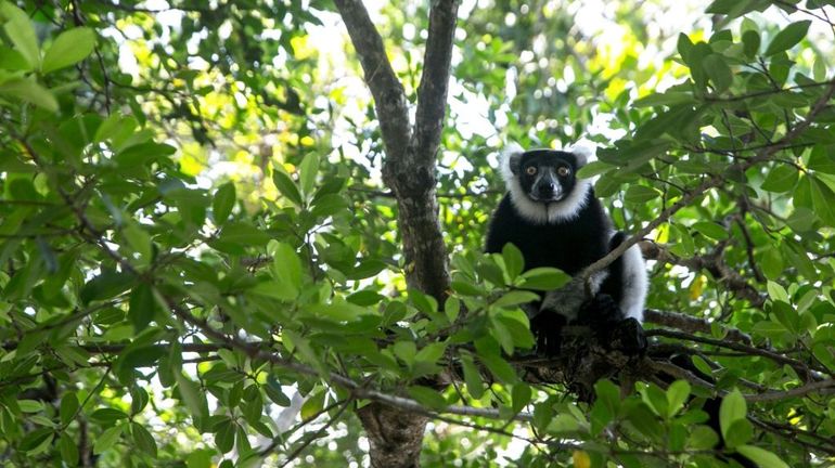 Madagascar : les lémuriens soufflent, le tourisme et la forêt souffrent