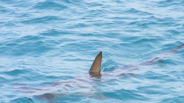 Hong Kong : saisie record de 26 tonnes d'ailerons de requins