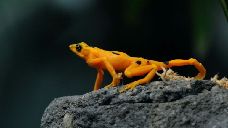 Le champignon tueur qui menace d'exterminer un tiers des amphibiens du Panama