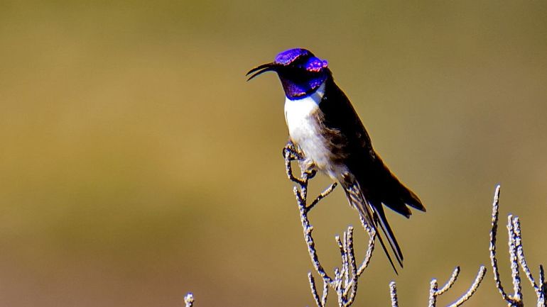 Equateur : ce colibri émet le chant le plus aigu entendu chez un oiseau