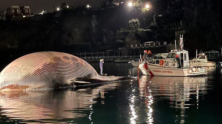 Italie : une énorme baleine morte découverte au large de Naples