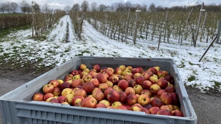 Les vergers saisis par la neige et le froid: quel impact sur la production de fruits cette année?