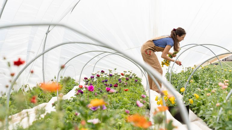 Hausse des prix, variétés indisponibles : les pépiniéristes annoncent des pénuries dès le printemps 2021