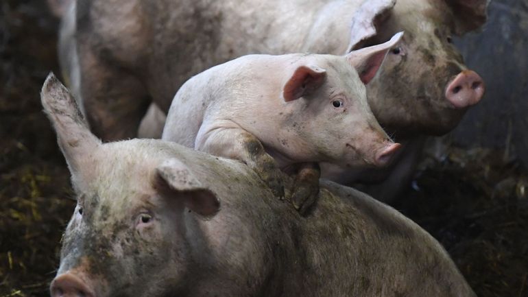 Après l'abattage de 6000 porcs en 2018, les éleveurs 