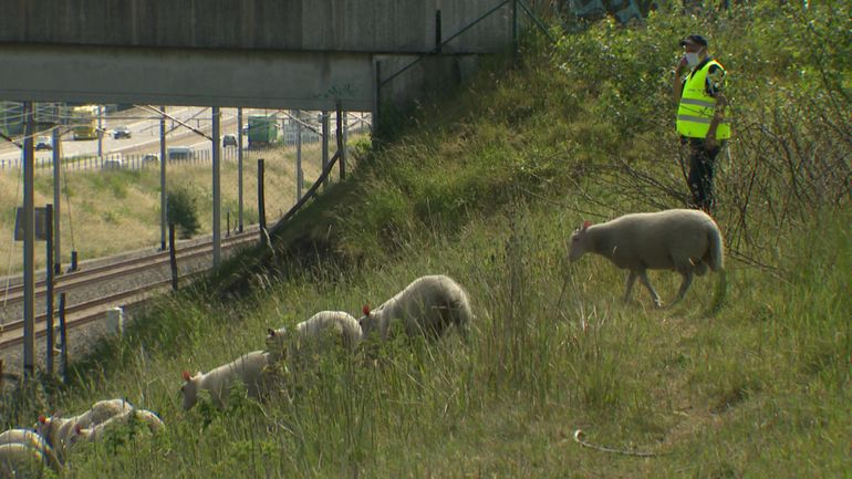 Infrabel pratique elle aussi l'écopâturage pour entretenir ses bords de voies de chemin de fer
