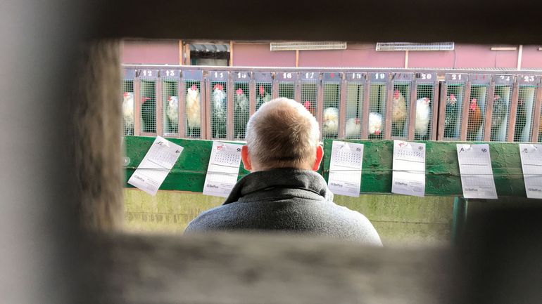 Les chanteries de coqs ont repris, à Hodeige