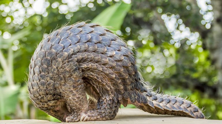 Coronavirus: retrait du pangolin de la pharmacopée traditionnelle