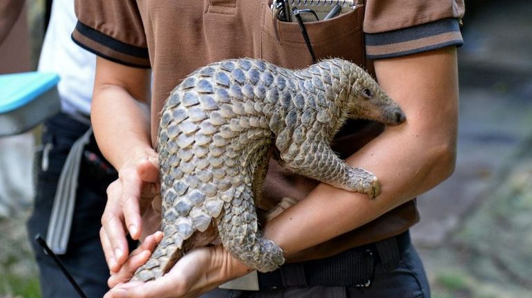 Dans un sanctuaire centrafricain, chercheurs et pygmées s'allient pour sauver le pangolin