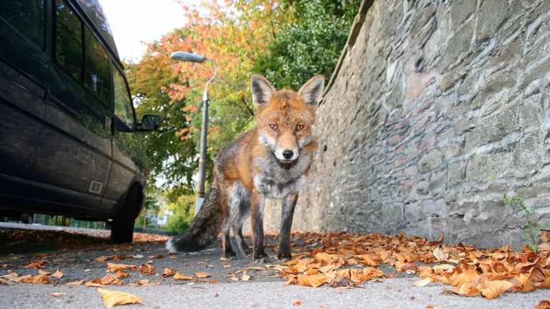 Moins d'animaux tués sur la route en cette période de confinement