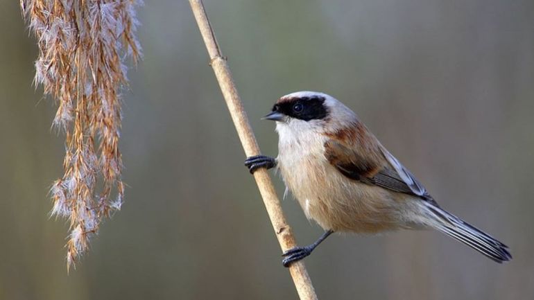 Hiver très doux: des répercussions sur le comportement des animaux