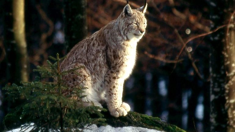 France: un lynx, animal protégé, abattu par un braconnier dans le Haut-Rhin