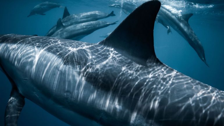 En Nouvelle-Calédonie, la psychose du requin s'installe
