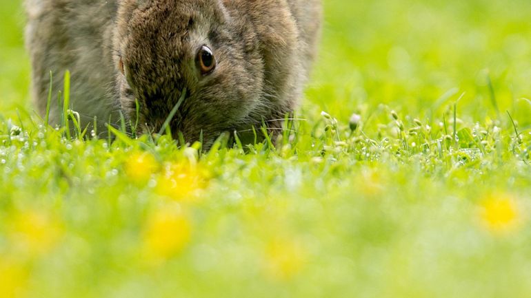 Capable de faire 20 lapereaux chaque année, le lapin sauvage est pourtant en danger