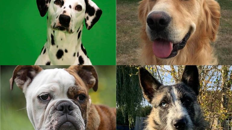 France: onze chiens vedettes de cinéma et de la pub décèdent dans un incendie