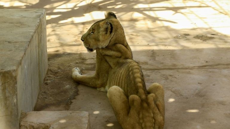 Soudan: multiplication des appels pour sauver cinq lions 