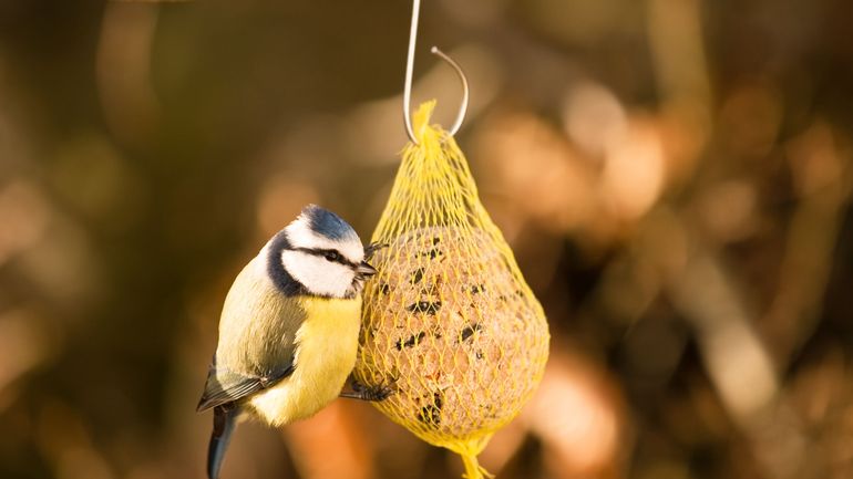 Pièges, mauvaises graisses& pourquoi il vaut mieux éviter les filets de nourriture pour oiseaux