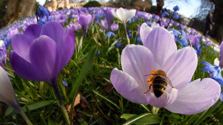 Le yoyo actuel des températures peut-il impacter les fleurs et les cultures?