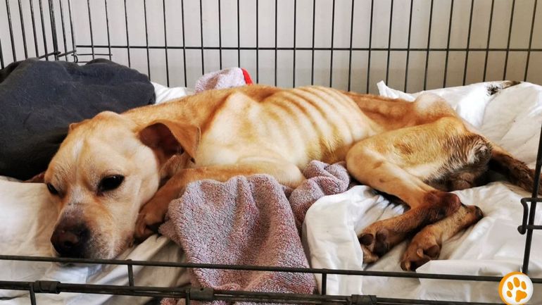 Maltraitance animale : le sort de la chienne Fiona émeut les réseaux sociaux
