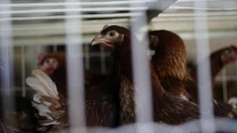 Grippe aviaire dans une exploitation flamande : 