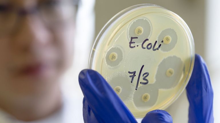 Le fabuleux destin d'Escherichia coli, entre l'UCLouvain et le Japon