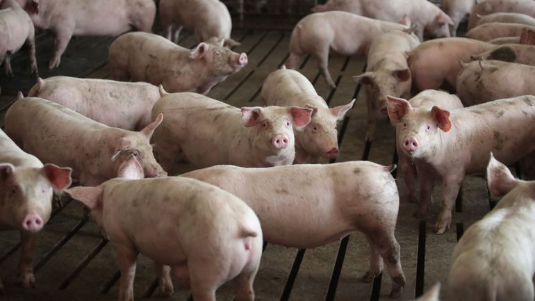 La Chine minimise le risque d'une nouvelle pandémie de grippe porcine