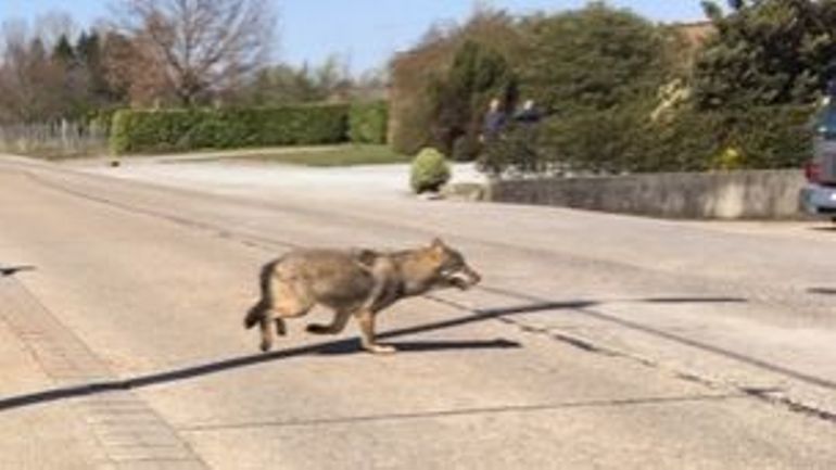 Un loup aurait été à nouveau repéré en Campine